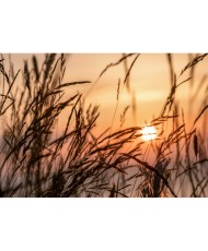 Fototapetai - Saulėlydis tarp smilgų