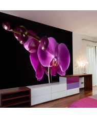 Fototapetai - Elegantiškos orchidėjos