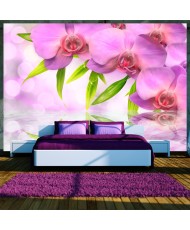 Fototapetai - Alyvų spalvos orchidėjos