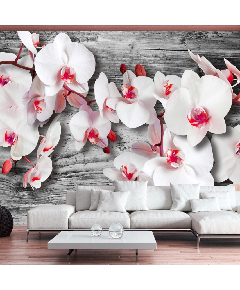 Fototapetas  Callous orchids