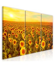 Paveikslas - Sunflowers at Sunset (3 Parts)