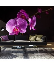 Fototapetai - Stilingos orchidėjos