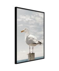 Plakatas - Curious Seagull