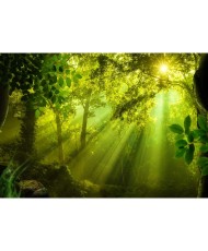 Fototapetai - Saulėtame miške