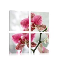 Paveikslas - Prašmatni orchidėja