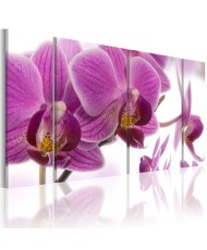 Paveikslas - Nuostabi orchidėja
