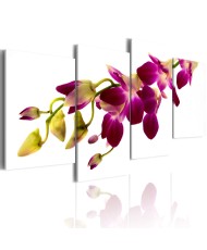 Paveikslas - Orchidėjos švytėjimas
