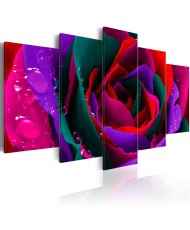 Paveikslas - Multicoloured rose
