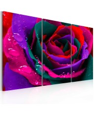 Paveikslas - Rainbow-hued rose