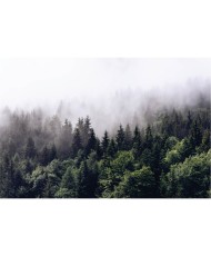 Fototapetai - Rūkas miške