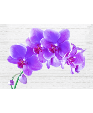 Fototapetai - Užburiančios orchidėjos