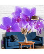 Fototapetai - Užburiančios orchidėjos
