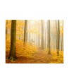 Fototapetas  forest  autumn