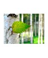 Fototapetas  Birch leaf