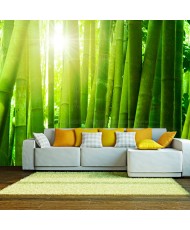Fototapetai - Saulė ir bambukai