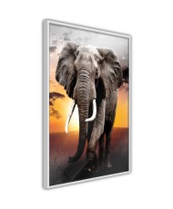 Plakatas - Majestic Elephant