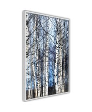 Plakatas - Winter Birch Trees