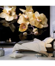Fototapetai - Vanilinės spalvos orchidėjos