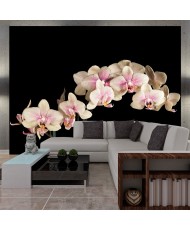 Fototapetai - Pražydusi orchidėja
