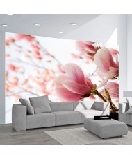 Fototapetai - Rožinė magnolija