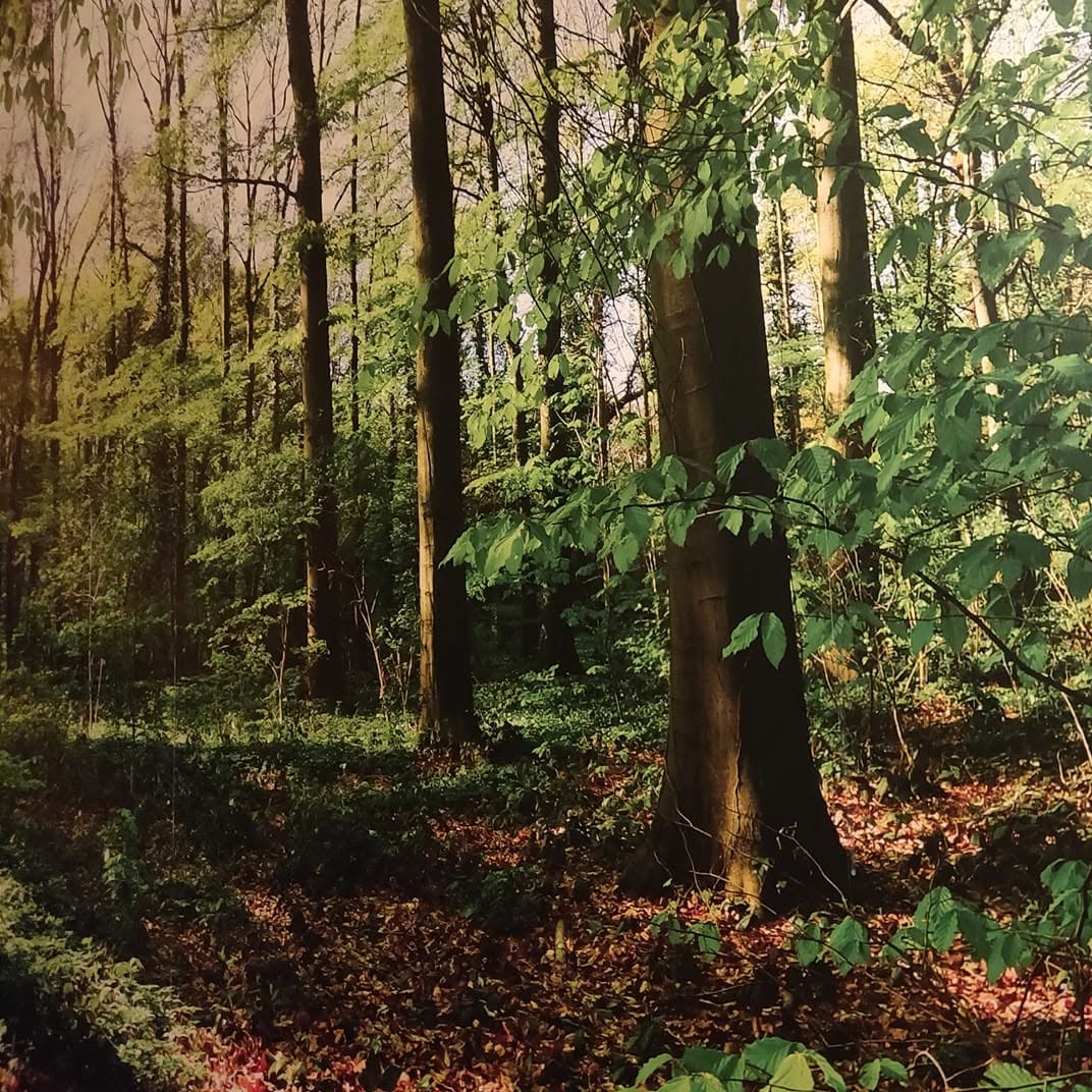 Klientės namuose priklijuoti Deco Detalės fototapetai
